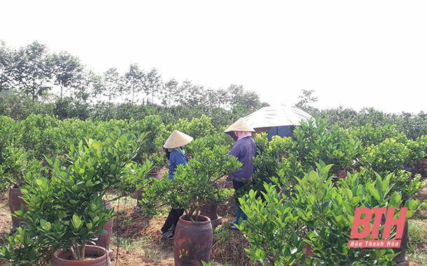 Hiệu quả từ mô hình trồng hoa cây cảnh ở Bình Kiến #44 Hiệu quả từ mô hình trồng hoa cây cảnh ở Bình Kiến